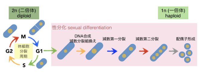 研究内容1 佐藤研究室 早稲田大学 先進理工学部 生命医科学科