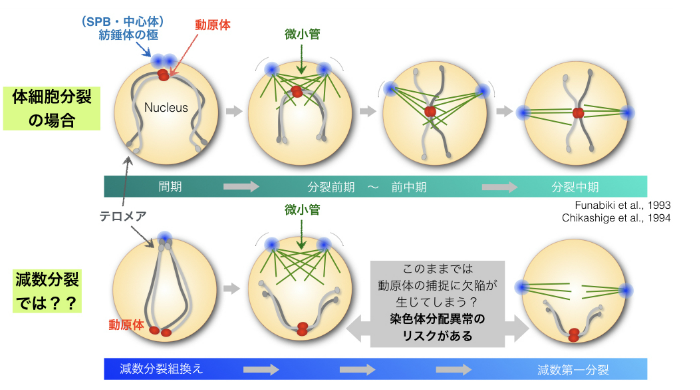 研究内容1 佐藤研究室 早稲田大学 先進理工学部 生命医科学科